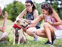 Adoptuj Warszawiaka  Wydarzenie promujące adopcję zwierząt. Organizator: Schronisko dla Bezdomnych Zwierząt "Na Paluchu". 18 sierpnia 2019, Park Raszyński w Raszynie. : park raszyński, adoptuj warszawiaka, na paluchu, schronisko dla zwierząt, centrum warszawy, raszyn